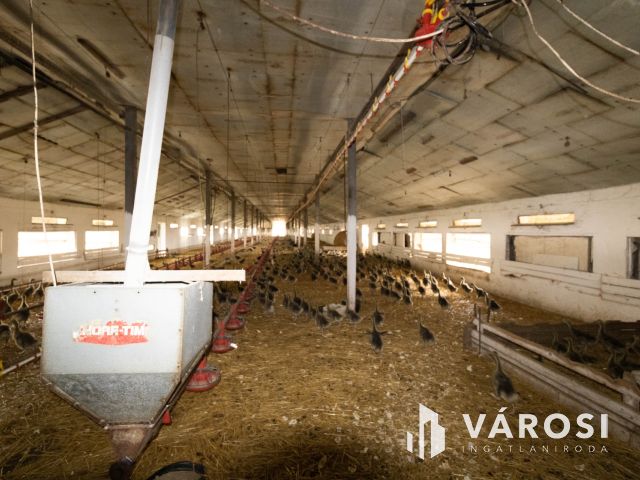 Kiváló Befektetés – Teljesen Működő Baromfitelep Eladó!